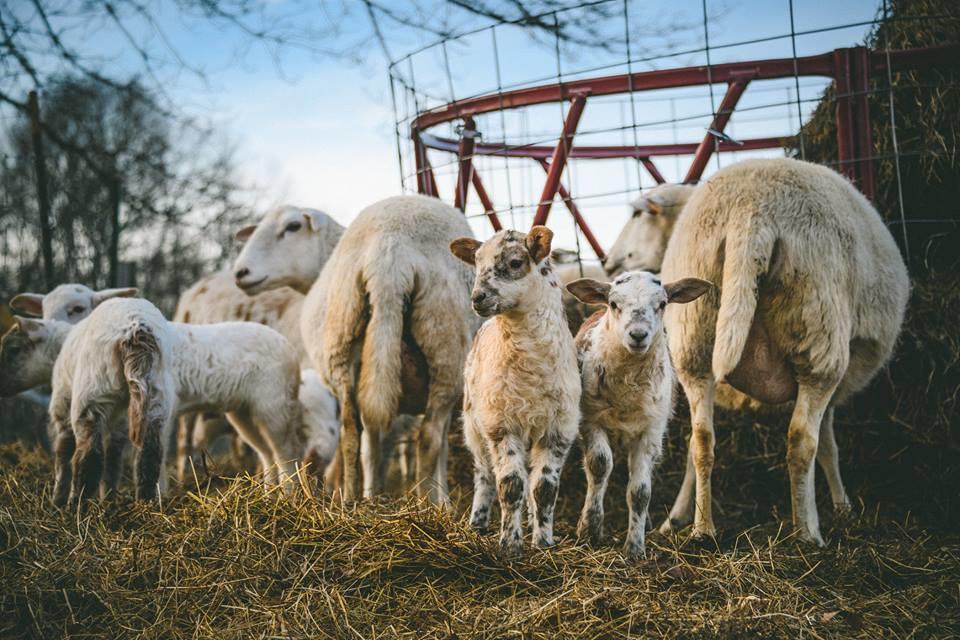 Villa Woodstock Sustainable Farms Zimmer foto